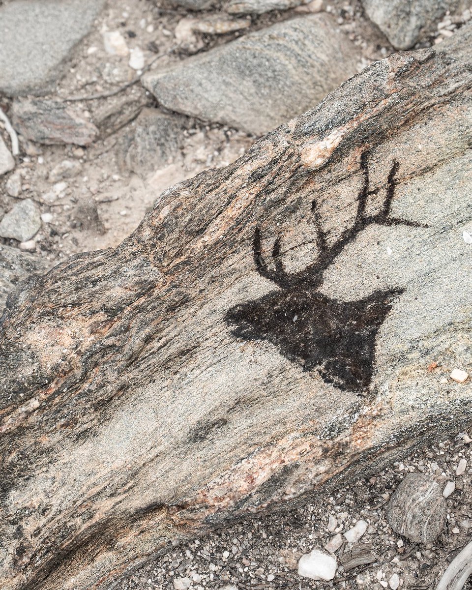 GOHUNT's tweet image. Trail’s preferred hunting rig. 

What's ya'll's bow set up?

📸's: Nate Nebel 

#gohunt