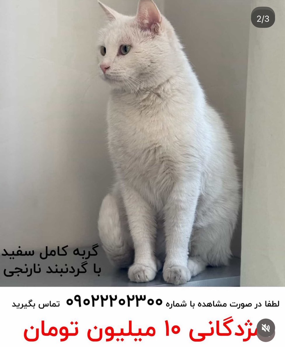 به گفته شما؛
از چهارشنبه ۲۹ مرداد گم شده
محدوده جردن - میرداماد
یک گردنبند نارنجی که روش شماره تماس نوشته شده دور گردنش بوده که البته شاید تا الان باز شده باشه.
۱۰ میلیون هم مژدگانی.
لطفا در صورت داشتن هر گونه اطلاعاتی با این شماره‌ها تماس بگیرید:
۰۹۱۲۳۷۲۶۰۷۱