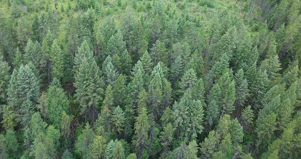 📢 The Forest Practices Board will audit how licensees manage stand-level biodiversity in the Mackenzie Natural Resource District. Fieldwork begins Sept. 22, 2025.
🔎 Licensees: BCTS PG, McLeod Lake Mackenzie CF, Conifex Timber Inc.
👉 ow.ly/Q1pi50WX879