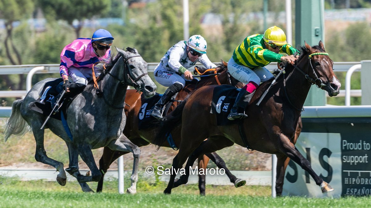 Poco se habla del carrerón de #Salmarak, la torda de Miguel Alonso. Segunda del Benítez de Lugo, con una pista poco de su agrado y corriendo a contra estilo. Tengo buenos amigos en esa cuadra y me hace especial ilusión. 
#Zarak