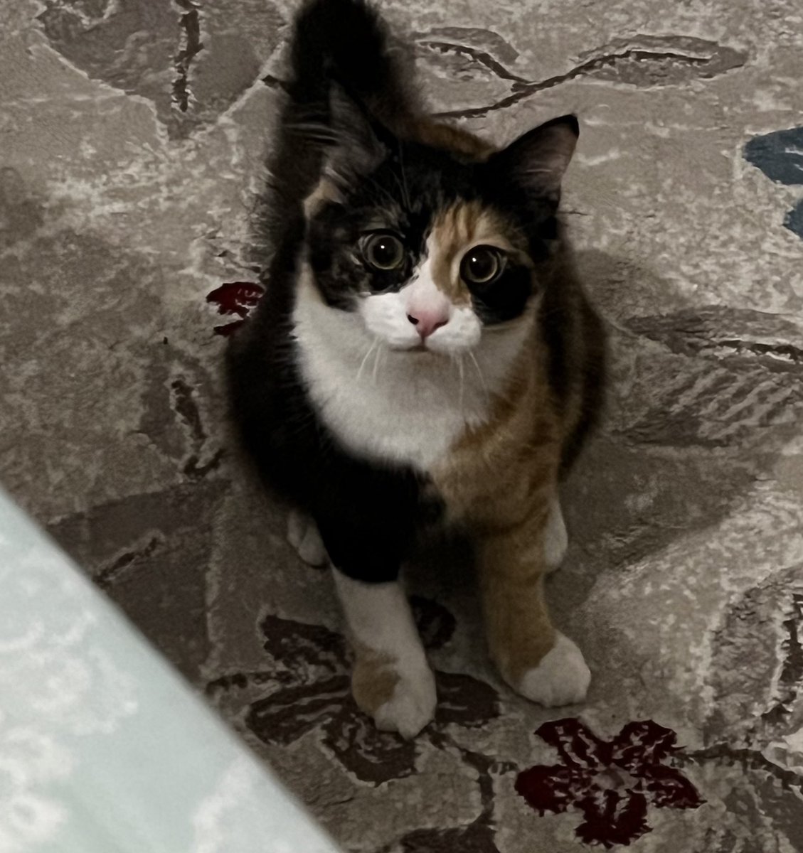 İğnenin acısına katlanamayanlar akrebin yuvasına ellemeyecek yakkşamlar🦉