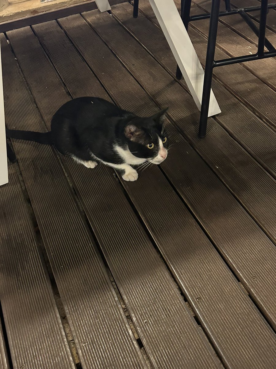 This Greek hotel cat absolutely did not just have fish for his dinner 👀 #hotelcat #softtouch 🎣