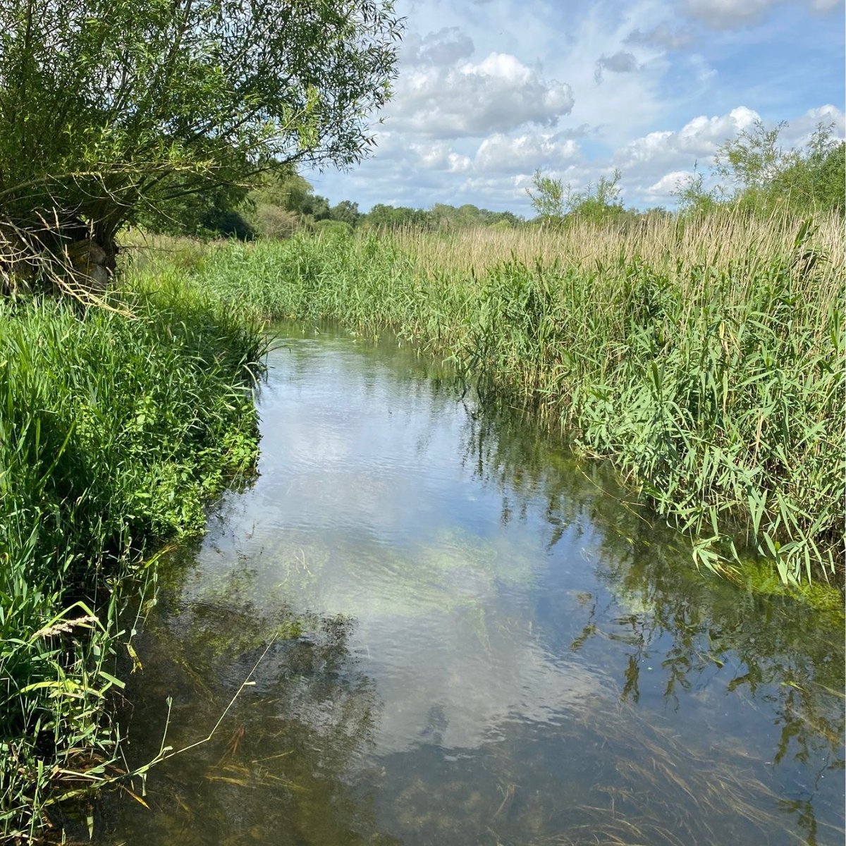 freshwaterbio's tweet photo. A spotlight on the #RiverWensum in Norfolk. Simon Johnson, Executive Director at FBA, issues a heartfelt call to action to help save England’s forgotten & sorely neglected #chalkriver.
Read the article 👉The Wensum: England’s dying & forgotten chalk river:
https://t.co/6raYWucdBK https://t.co/Lju4OX8vMA