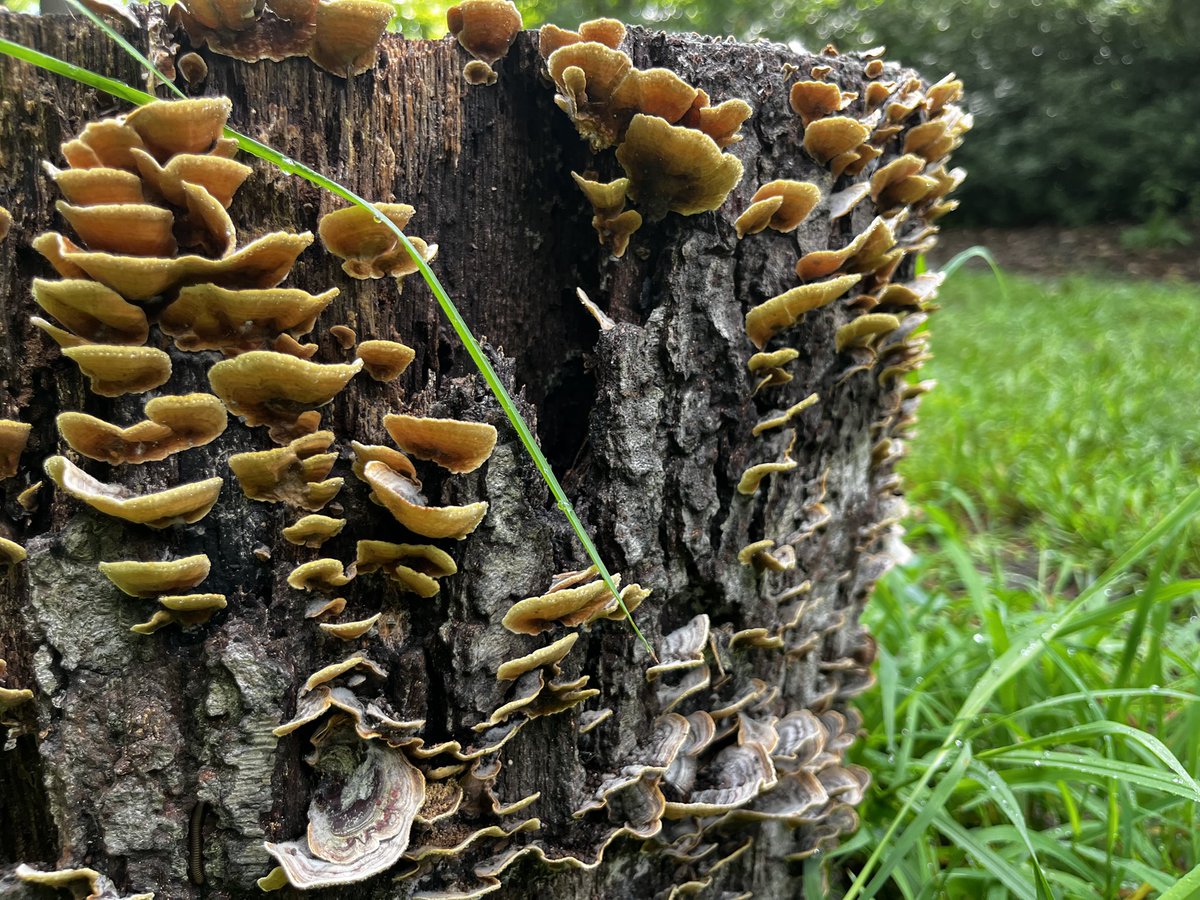 Rainy days might feel gloomy to us, but mushrooms love them! 🌧🍄

Mushrooms thrive in dark, wet environments, and after a rainy day is the perfect time for them to sprout. Rain soaks the soil, which helps mushrooms grow and spread their spores.