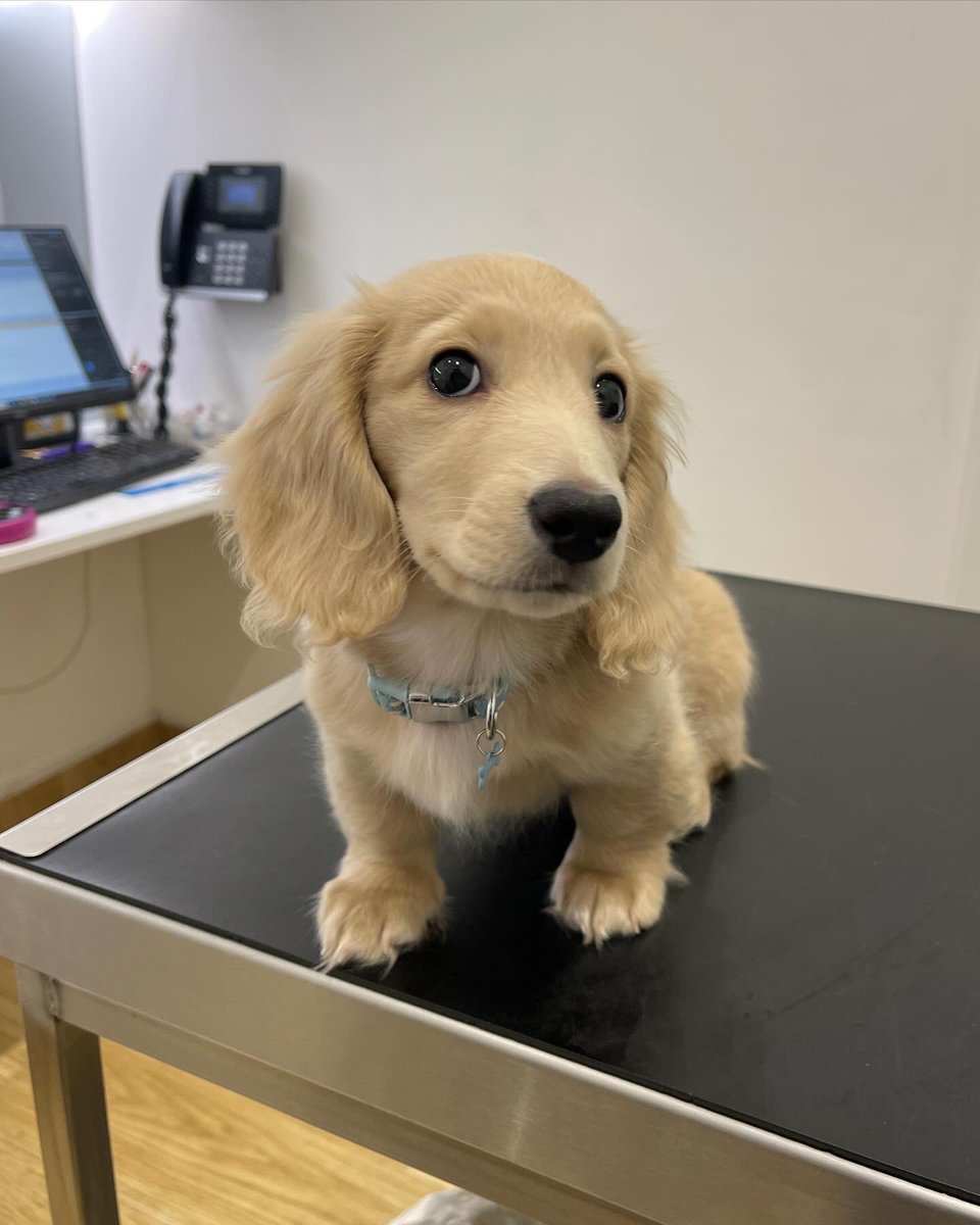 dog_rates's tweet photo. This is Steve. He's at the vet to get shots. Which the vet could do, but there could be a mighty fine Yelp review in it for them if they just pretend to. 12/10 https://t.co/qSWwkFOPfE