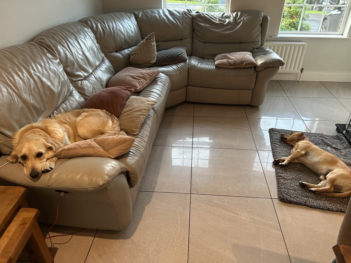 It’s a dog’s life here in Newry. Julie away tonight on an overnight with business…think they miss you ⁦<a href="/jjcelticrose43/">julie stamm</a>⁩