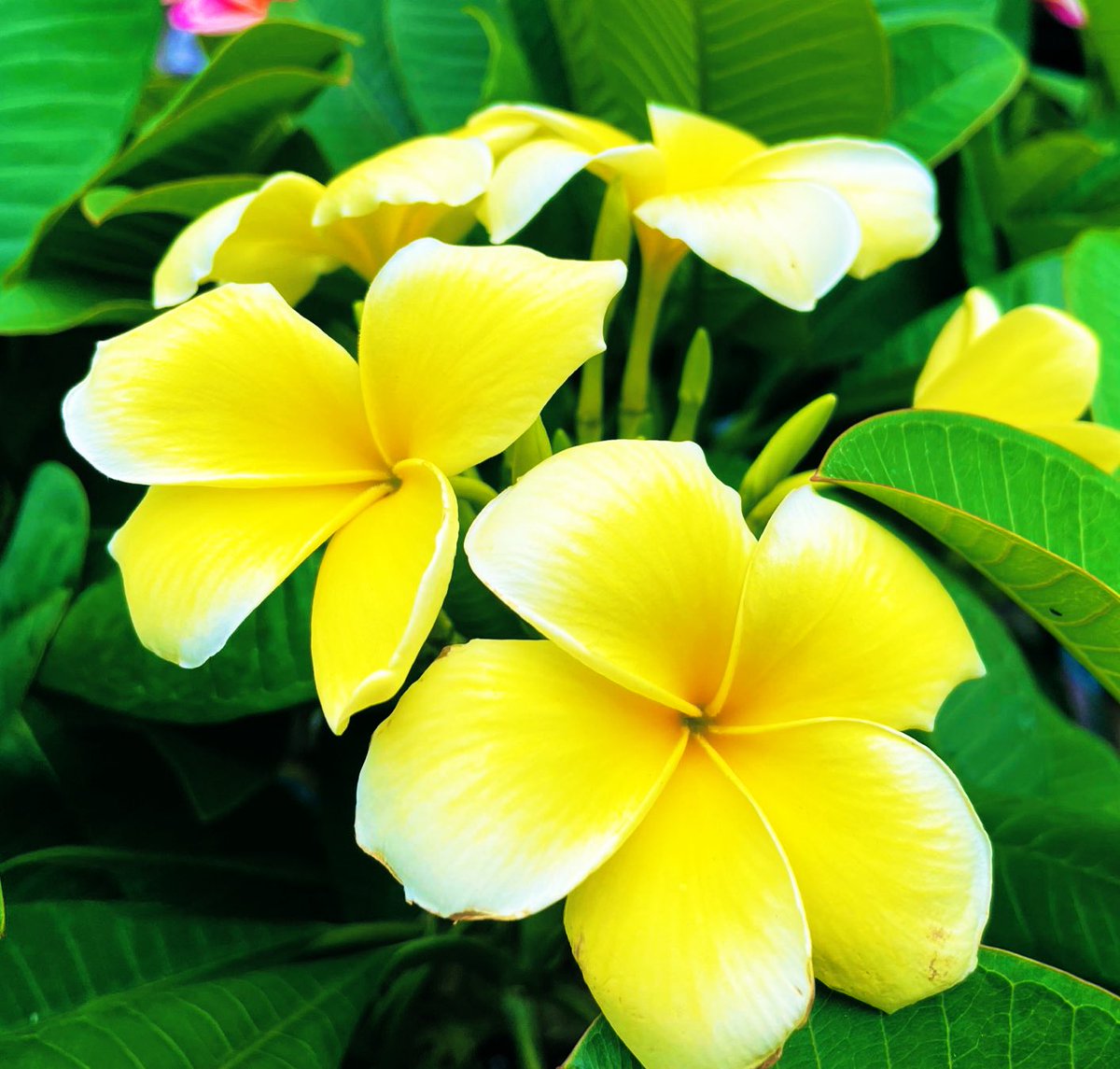 プルメリア❀❀ Plumeria rubra🌼』 ＊ ＊ ハワイを代表するお花「プルメリア