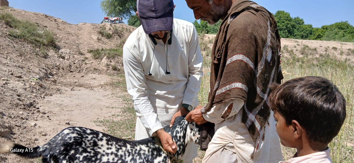SATRANGIORGANI2's tweet photo. On the 4th day of the veterinary relief camp organized by Satrangi Organization in Qadir Pur Sodhra, District Muzaffargarh, in collaboration with Nawan Laboratories , free medical treatment, vaccination, and awareness sessions were provided for livestock. https://t.co/e563vPX5pq