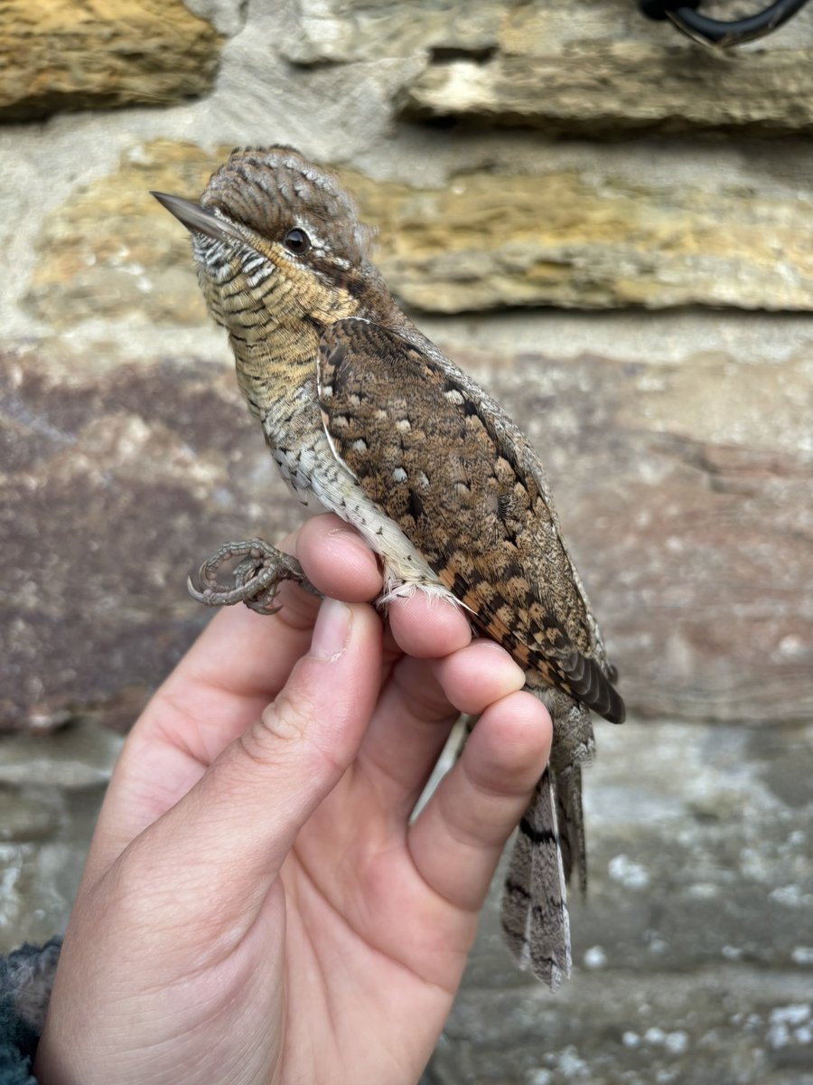 Maddy Hine (@maddyhine280) on Twitter photo What an exciting day <a href="/NRonBirdObs/">North Ronaldsay Bird Observatory</a>! An epic time in the field with loads of common migrants, including Rosefinch, Redstarts, Blackcaps, Garden Warblers, Tree Pipits etc. And finishing with ringing this Wryneck! What an exciting day <a href="/NRonBirdObs/">North Ronaldsay Bird Observatory</a>! An epic time in the field with loads of common migrants, including Rosefinch, Redstarts, Blackcaps, Garden Warblers, Tree Pipits etc. And finishing with ringing this Wryneck!