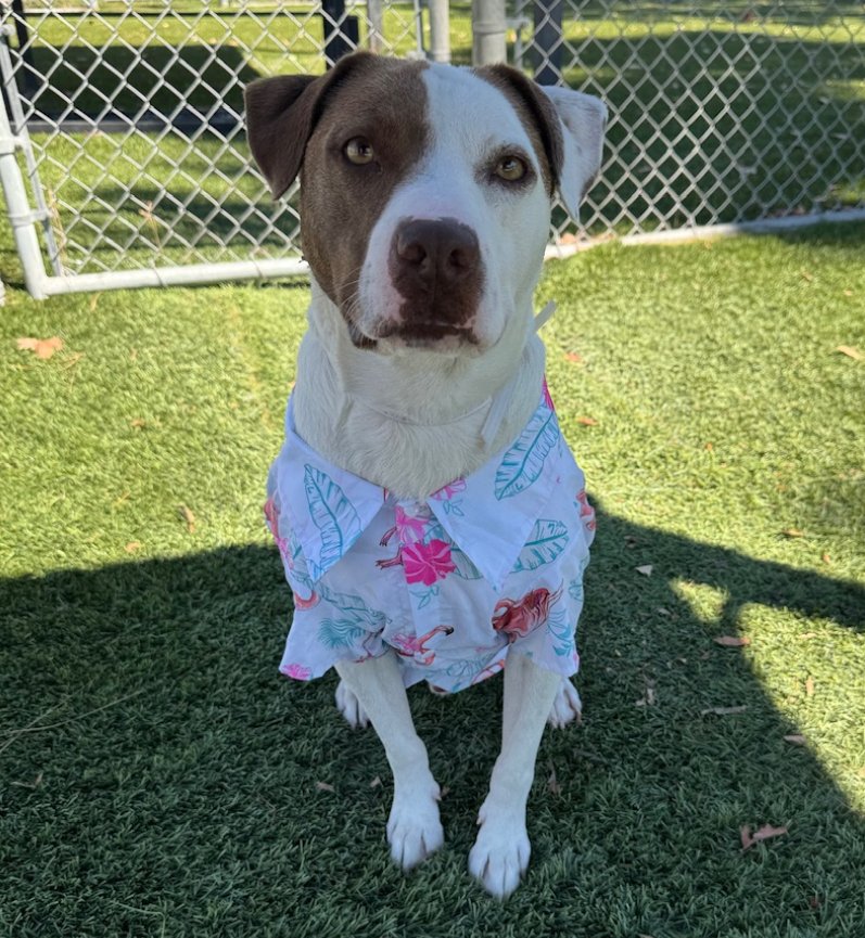 🆘🐾🆘 3 dogs who desperately need to leave Downey #California ACC this afternoon: 
Gray SONIA #A5715623
White &amp; brown FOWLER #A5716715 
both very dog friendly
NALA #A5715990 in quoted post.
11258 S Garfield Ave
Downey CA 90242