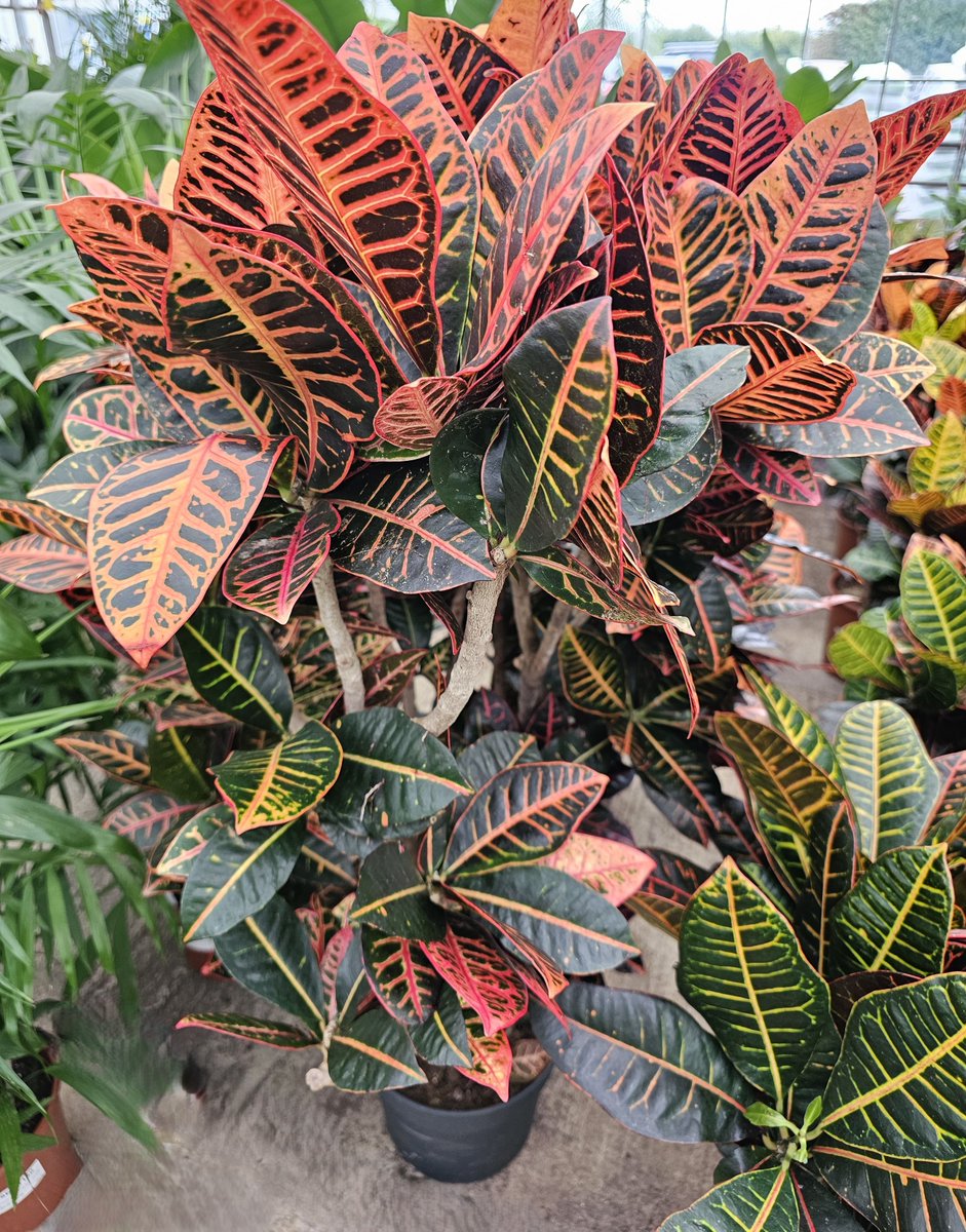 exubialtd's tweet image. Biophilia goes beyond green 🌱 it brings vibrant colour into our spaces too. From bright flowers to autumn hues, colour lifts energy, sparks creativity &amp;amp; makes workplaces feel alive. 🌸✨ 

#Biophilia #Exubia #ColourfulDesign