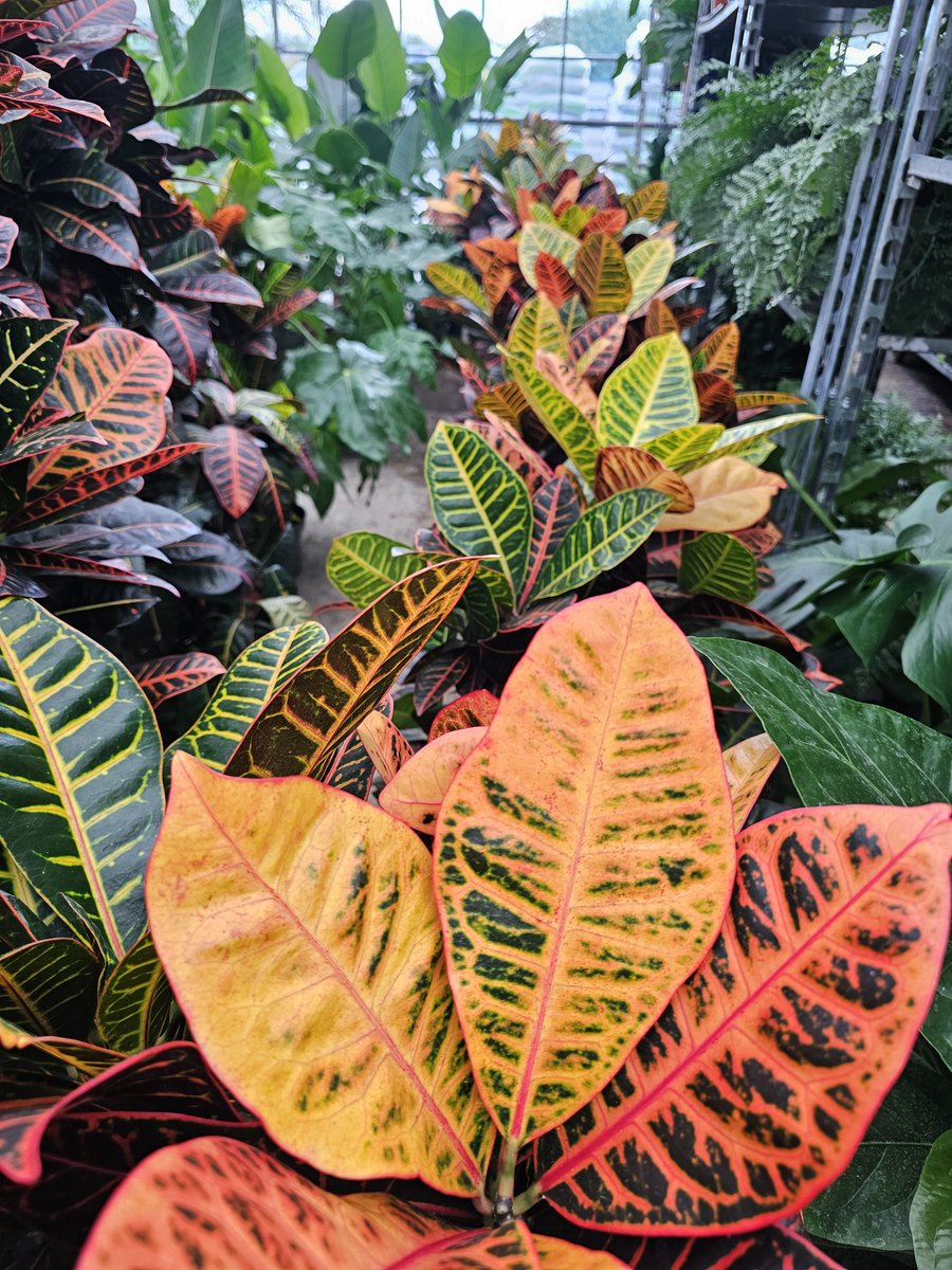 exubialtd's tweet image. Biophilia goes beyond green 🌱 it brings vibrant colour into our spaces too. From bright flowers to autumn hues, colour lifts energy, sparks creativity &amp;amp; makes workplaces feel alive. 🌸✨ 

#Biophilia #Exubia #ColourfulDesign