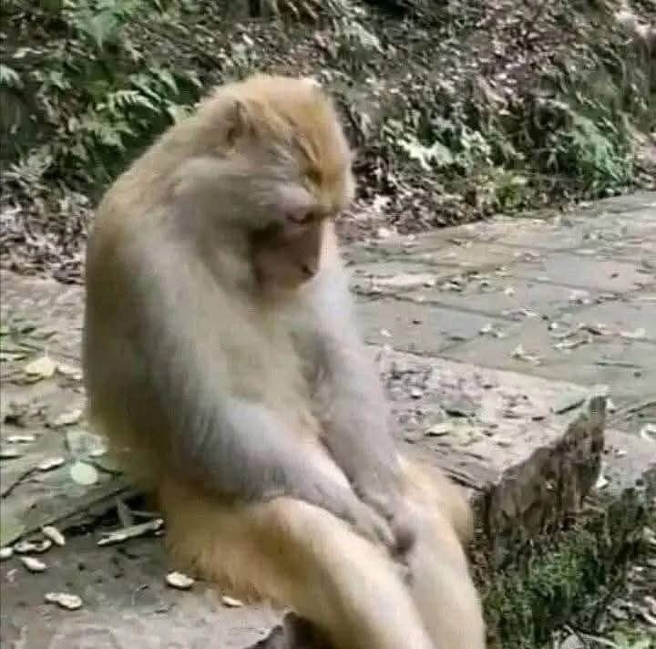 how do I say “ma fe jonpami” professionally?