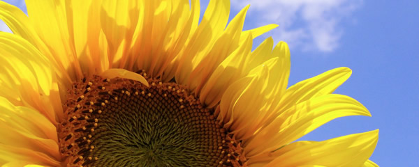 Reserve your seat at the WEFTEC 2025 Kansas Sunflower Reception - mailchi.mp/kwea/weftec-20…