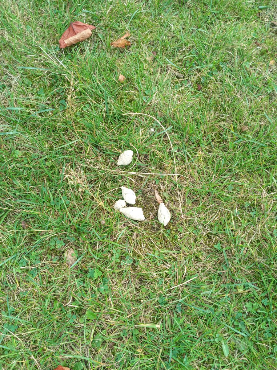 Living the dream. 
Got the Holy Grail of #whitedogshite on camera today. 

Must have been a Chihuahua.