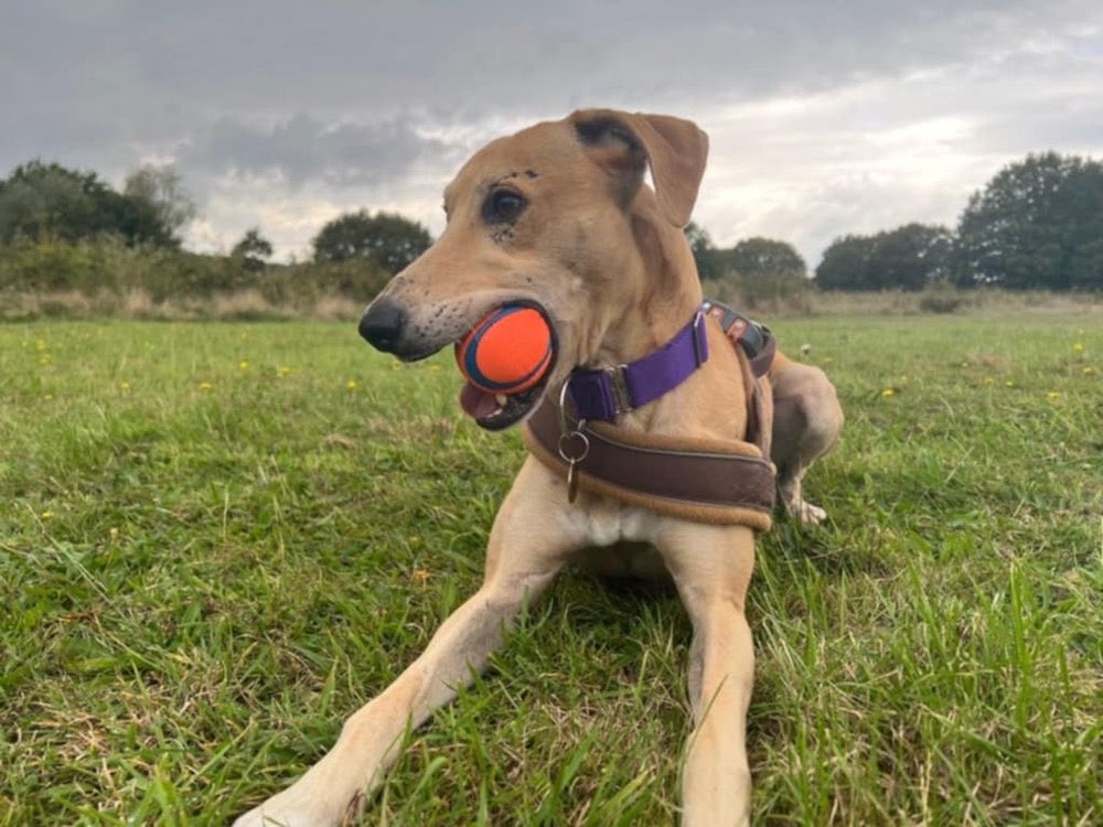 Ted is an affectionate lurcher with a big heart and plenty of charm! This handsome boy thrives on human interaction and loves nothing more than spending time with his people. He enjoys the occasional zoomy moment, a good chew, and short bursts of tug or toy play #k9hour