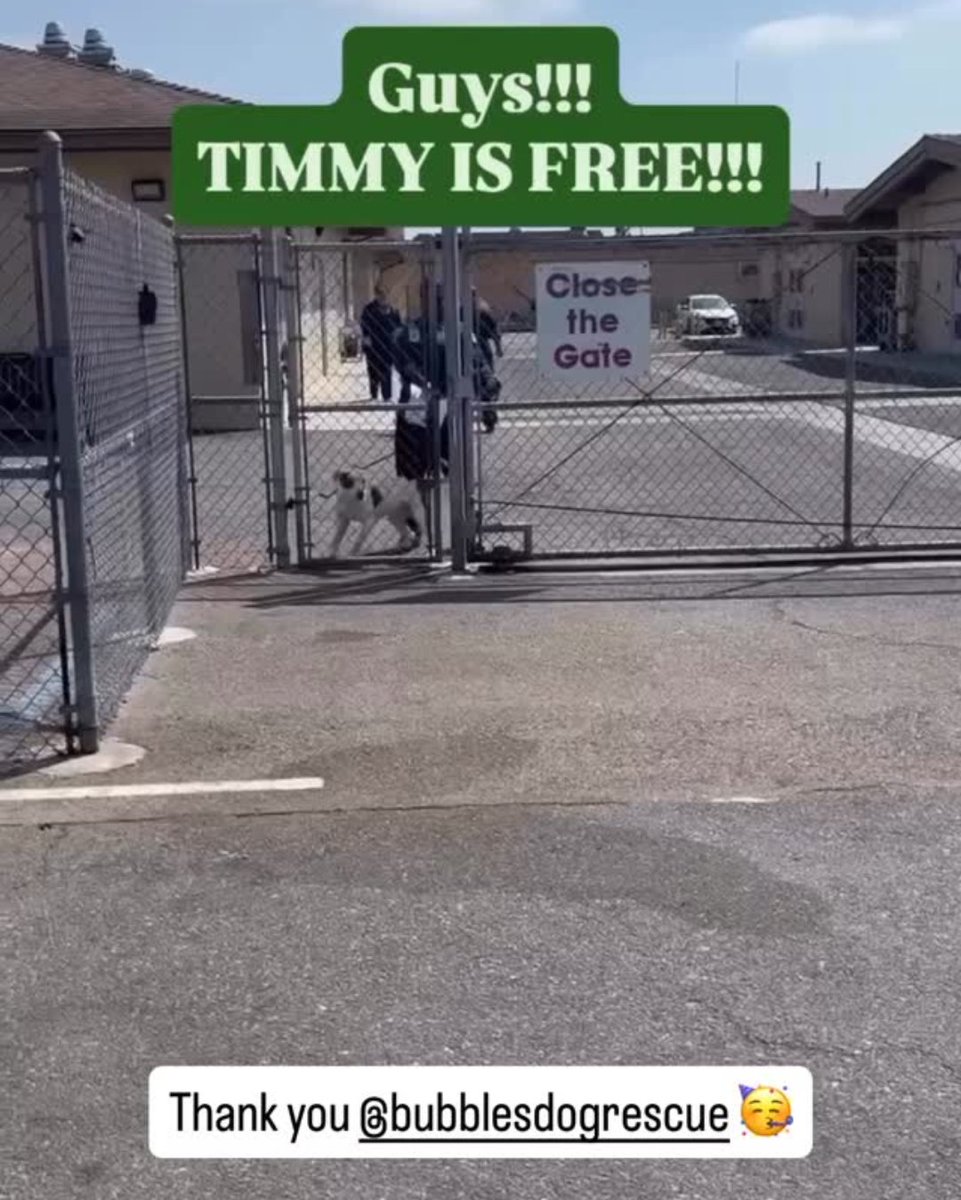 😉 The Downey CA advocates are ecstatic that TIMMY was rescued Saturday 9-13 by bubblesdogrescue.org 🎉
donations encouraged. This is a fabulous rescue to apply to foster with as well🙏