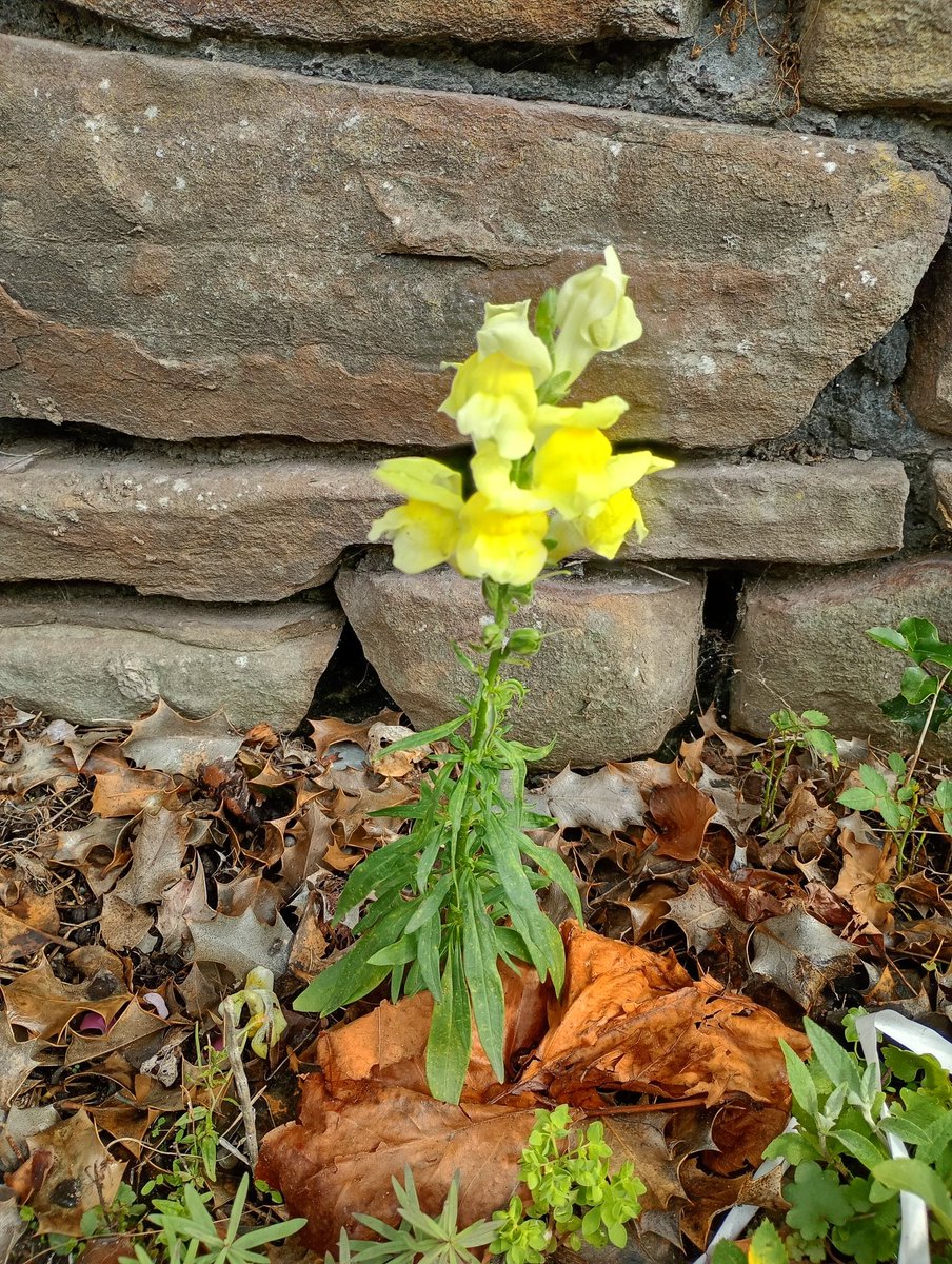 Fatbaldbloke tweet media