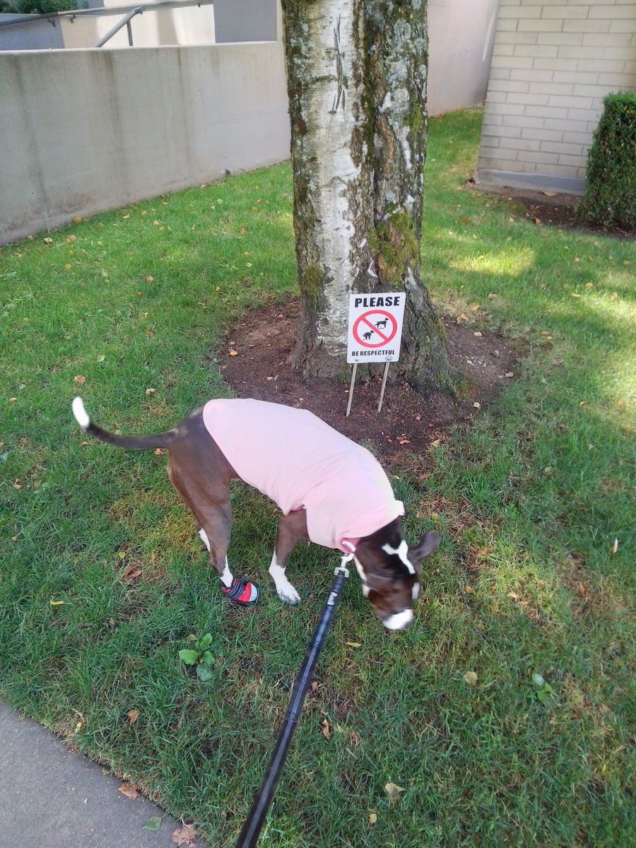 LebrockTony's tweet image. Apparently Ri Didn't Get The🧾,Disrespectful Bluenose!😆
💙🐾💙💙👏🫰👏💙💙🐾💙
#beingdisrespectful #dogsign
#dogsday #funnypic #pitties
#dogwatching #citywalking
#dogphotography #dogsworld
#MadamRiley #morningmood