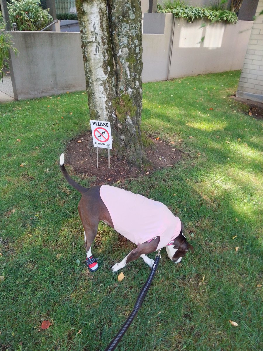 LebrockTony's tweet image. Apparently Ri Didn't Get The🧾,Disrespectful Bluenose!😆
💙🐾💙💙👏🫰👏💙💙🐾💙
#beingdisrespectful #dogsign
#dogsday #funnypic #pitties
#dogwatching #citywalking
#dogphotography #dogsworld
#MadamRiley #morningmood