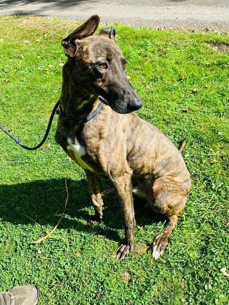 Finn is a wonderful lurcher aged around 4–5 with a heart of gold. He was cruelly abandoned, tied up with a choke chain, &amp; in his panic to escape he almost strangled himself. The pressure caused burst blood vessels in both eyes, but he has made an amazing recovery. #k9hour