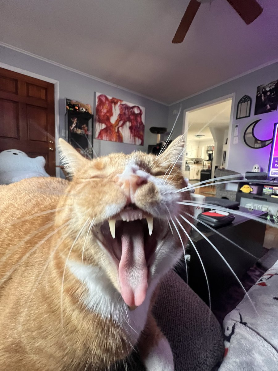 cubedacat's tweet image. GRAAAOAAAR