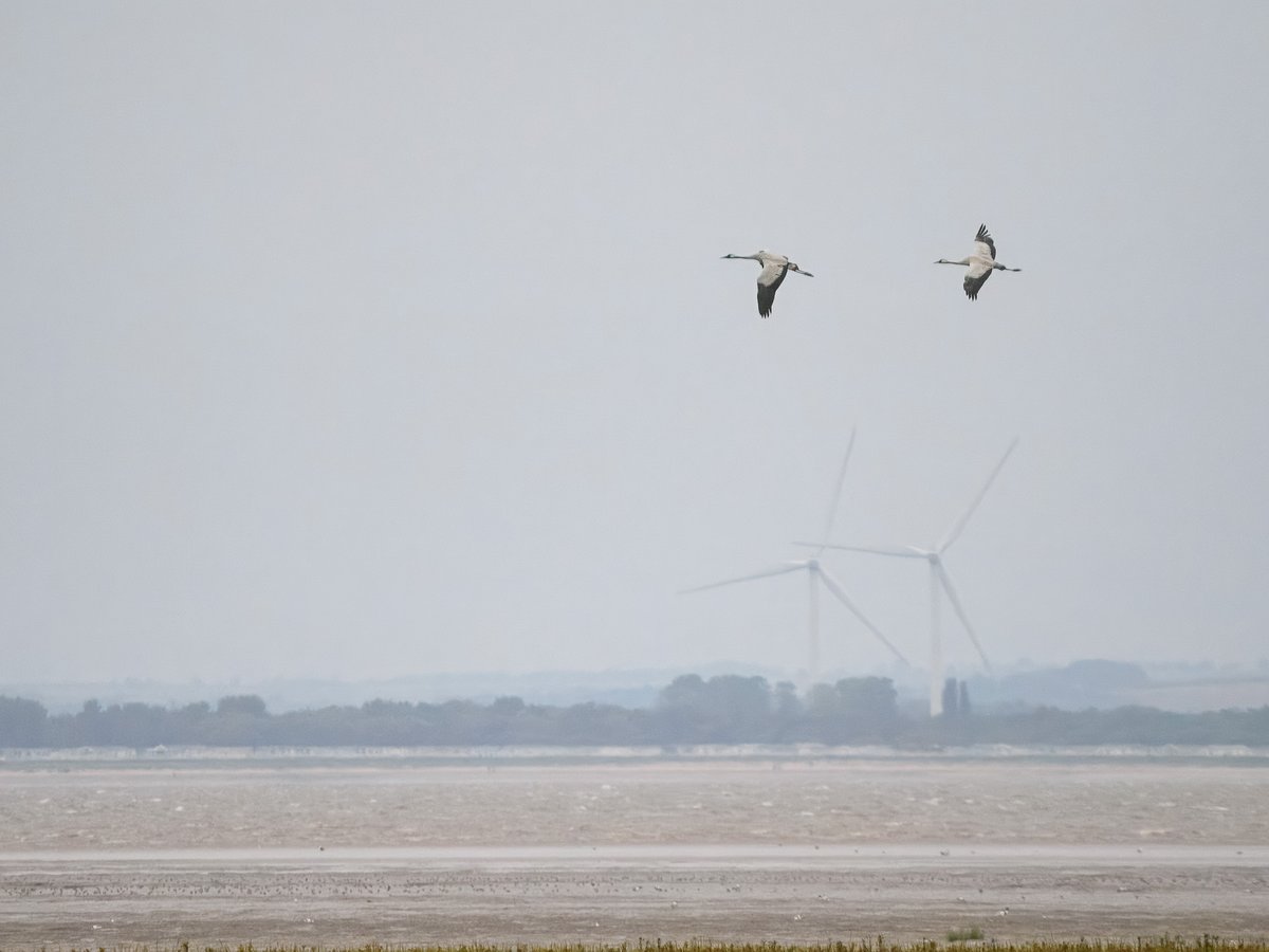 Sam O'Donnell tweet media