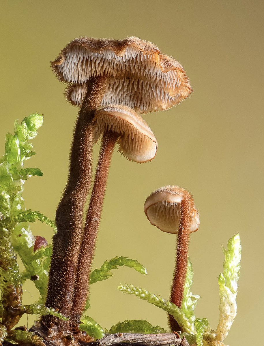 Earpick Fungus growing on a buried pine cone.