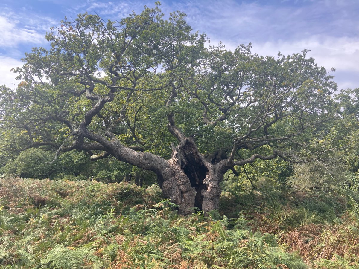 For #thicktrunktuesday- a September view of the Royal Oak in Richmond Park - older than the Park itself, still greeting each Autumn in triumphantly verdant green.