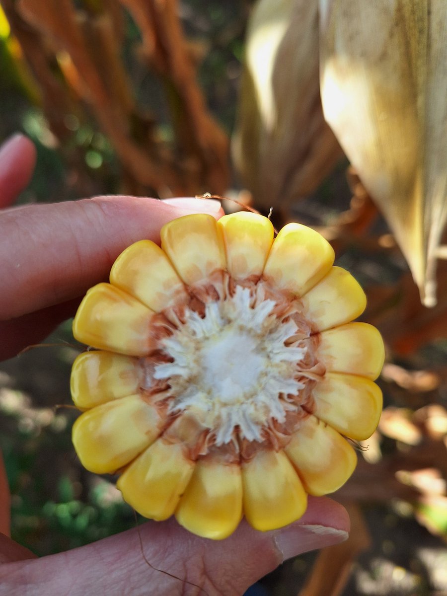 #agrisagronomy 50% milk line roughly  another 14 days to black layer physiological maturity R6 
Planted April 23 DKC 101-35