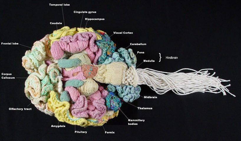 fbisdgt's tweet image. Did not think we would be sharing this - but super cool! Talk about creating a different type of model of our brain!
Behold an Anatomically Correct Replica of the Human Brain, Knitted by a Psychiatrist 
openculture.com/2025/09/anatom…  #Creative #GTChat #anatomy