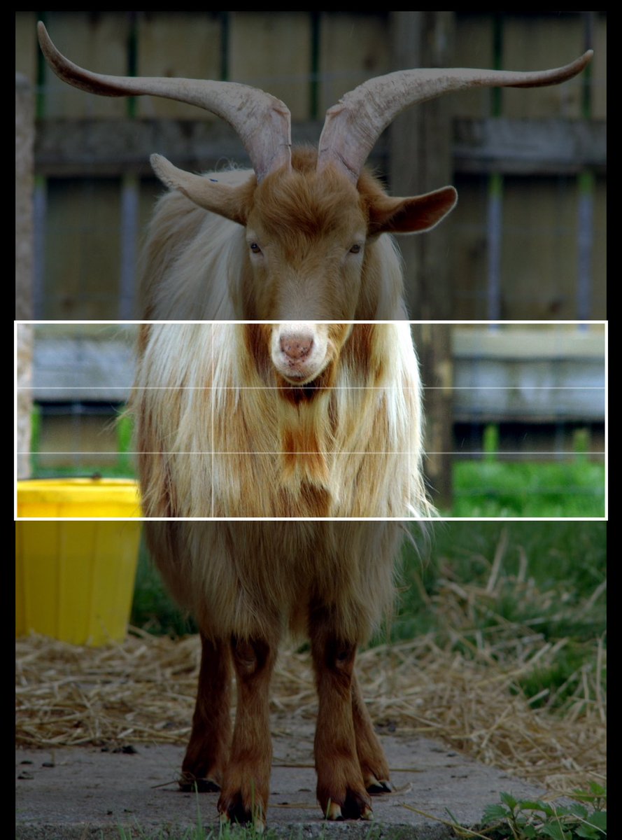 scfcjoe3's tweet image. How do I fit this picture into my header ?