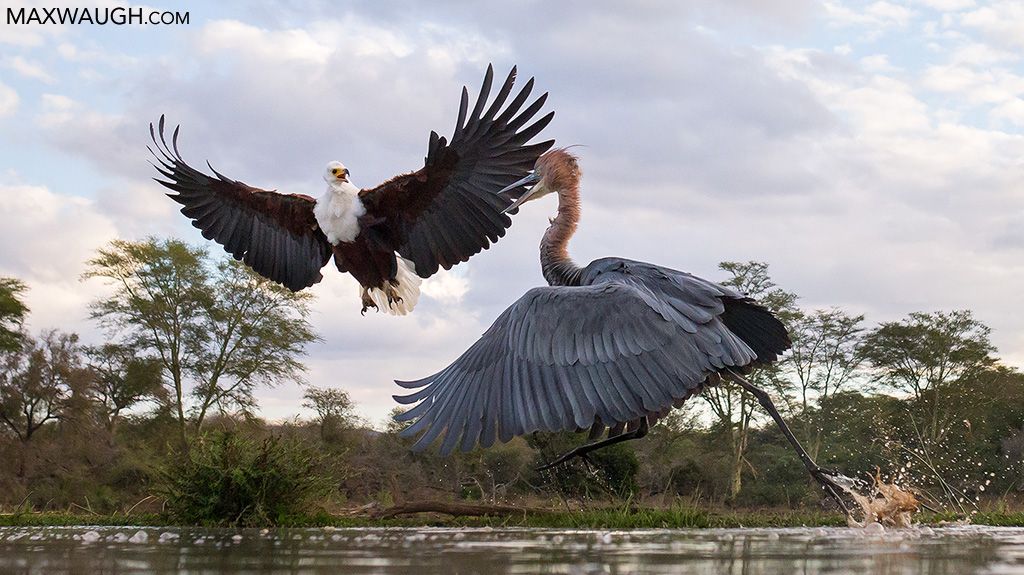 A Goliath Heron attacks an African Fish Eagle at a pond in South Africa. Photo taken by Max Waugh.

This is the kind of picture that reminds me not all dinosaurs went extinct.