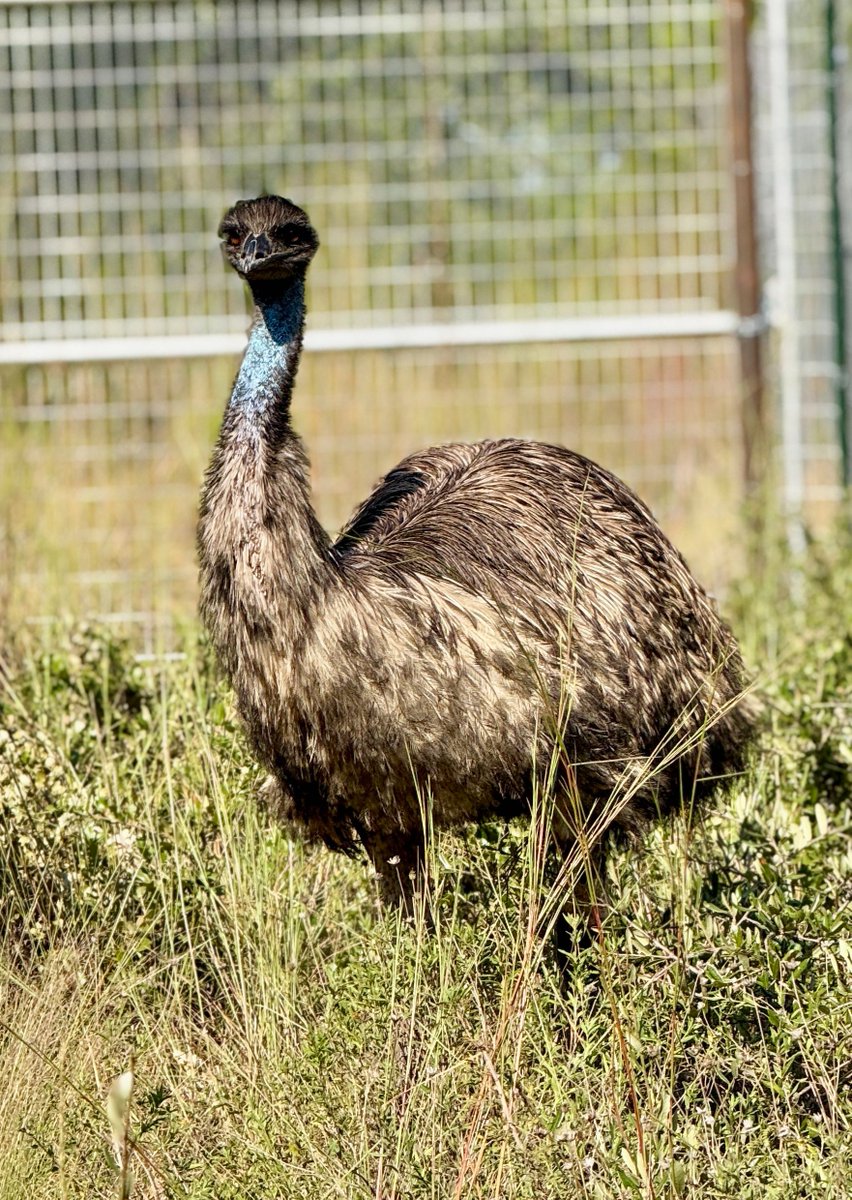 Alveus Sanctuary tweet media