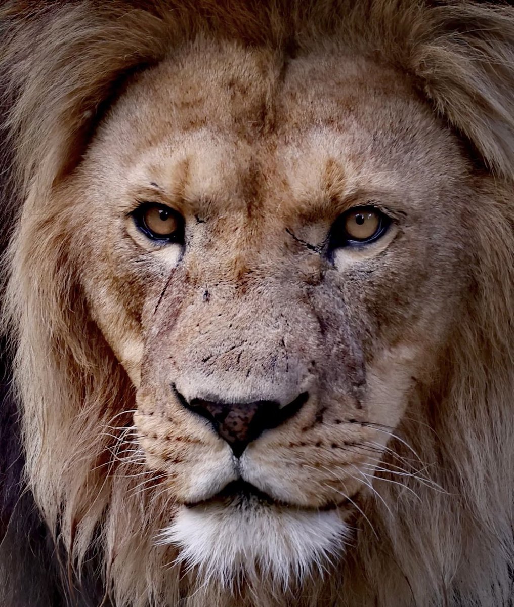 كونوا على القناعة 
اللي براس الاسد سينفذ 
مهما يكون المهمة صعبا