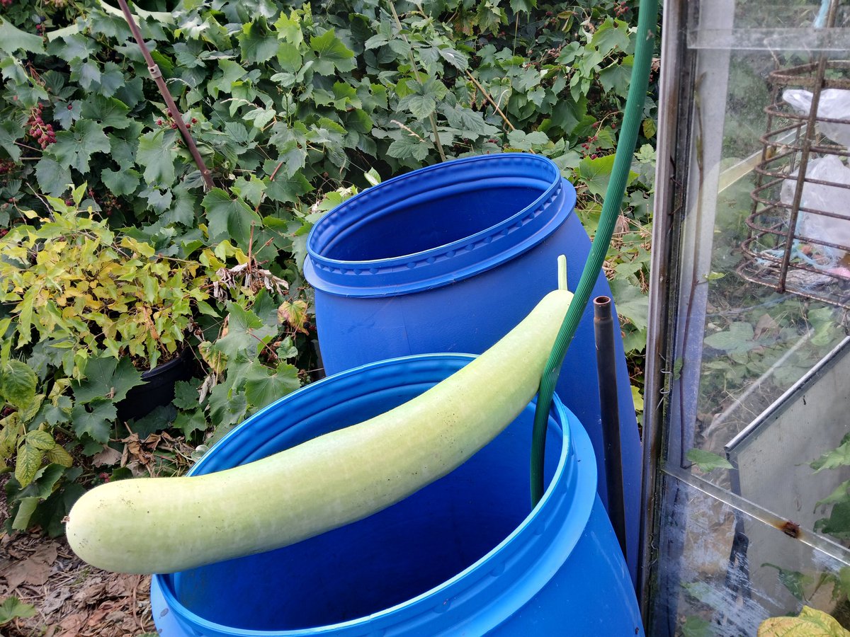 Jadeatall1's tweet photo. @GardensHour Water saving at the allotment . The green barrels were sold at £8 each at our site, a bargain! The photo also shows one of #myHarvests . #gardenhour https://t.co/tWNua6piIJ