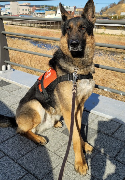 119구조견 '투리', 사천 야산 실종 청소년 수색 2시간 만에 발견
yna.co.kr/view/AKR202509…