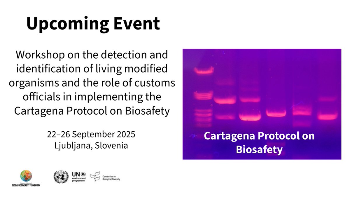 BCHCPB's tweet image. Upcoming meeting: Workshop on the detection and identification of living modified organisms (#LMOs) and the role of customs officials in implementing the Cartagena Protocol on #Biosafety - cbd.int/meetings/CP-DI…
@UNBiodiversity 
@wadzanayi14 
@SchomakerAstrid 
#LMOs #GMOs