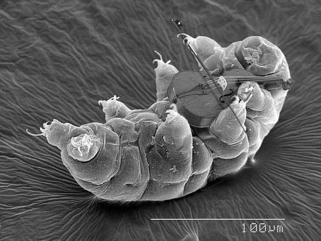 Azax_Railgun's tweet image. Here's a tardigrade playing the world's smallest cello for you: