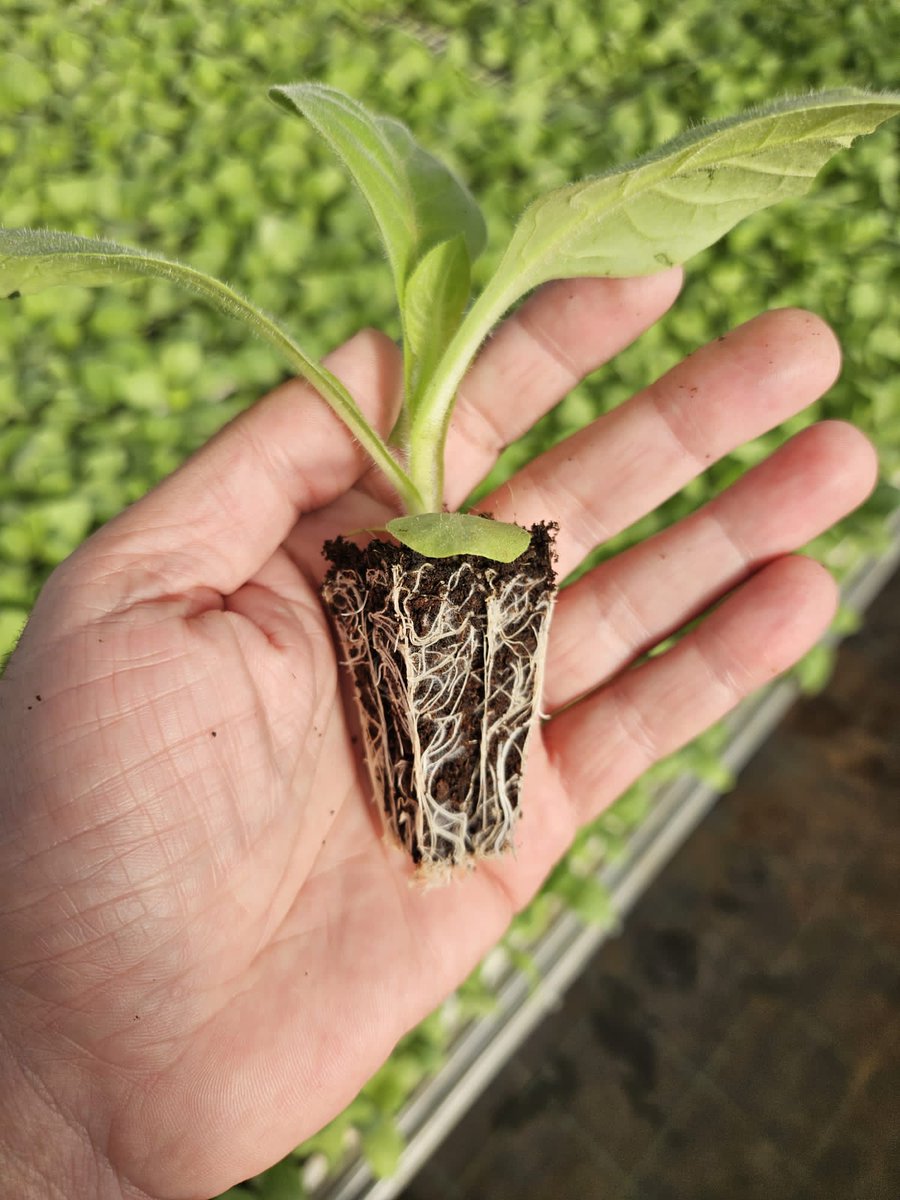 Garantizadas las posturas de tabaco para cubrir las 175 hectáreas previstas a plantar en octubre y las áreas planificadas en la primera decena de noviembre.
.
.
.
#CampañaTabacalera 25-25