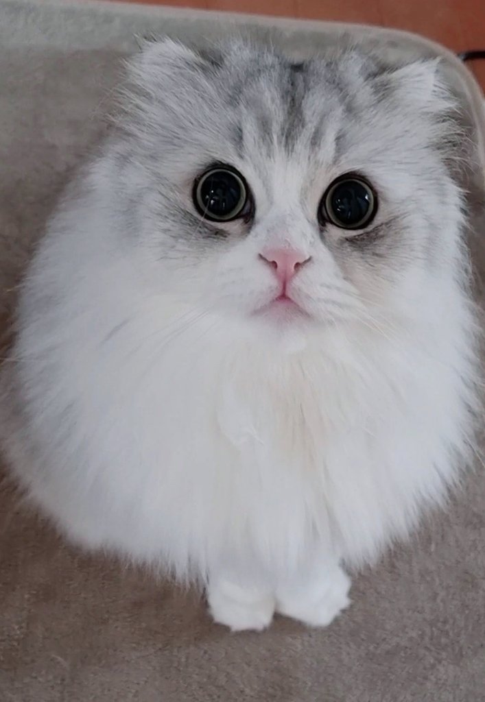 どこかの猫好き 猫好き集まれ！もしぬこナナイト✨(2023.6.23) - YouTube