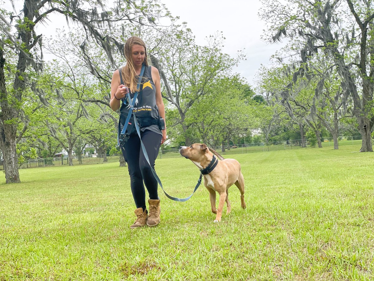 DogsPFL's tweet photo. POSTPONED! We had to push our new virtual workshops back to November. If you were registered, you should have received an email. 
Join us Nov 13 for Kennel &amp; Door Routines and Nov 20  for Leash walking!
See more info and register on our website: https://t.co/OqmV2xZ0qc https://t.co/yviSMDFhwn