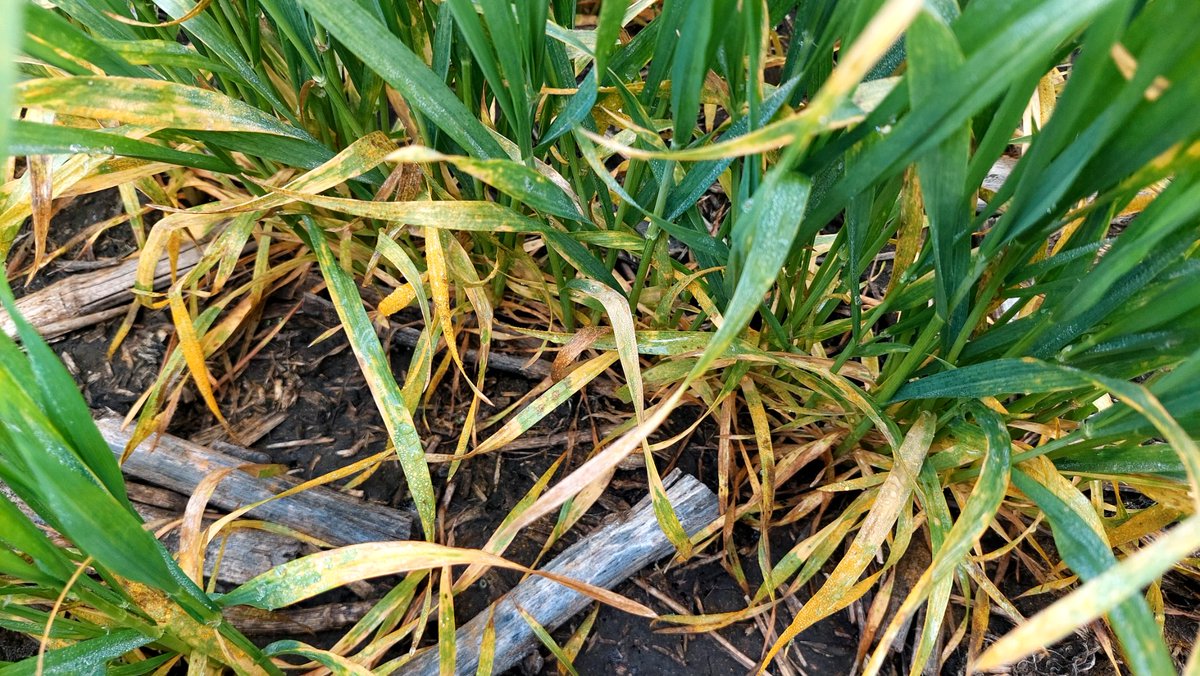 Trigos ciclo largo muy buenos pero con alerta de enfermedades.
👉Alta incidencia y severidad de roya amarilla en variedades que venían mostrando "enroyamiento" lento campañas anteriores.
📍Lobería costa