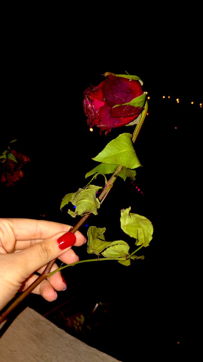 Safa_Zakholy's tweet photo. Siz nerden bileceksiniz?🥀 https://t.co/ROPmObnyyS