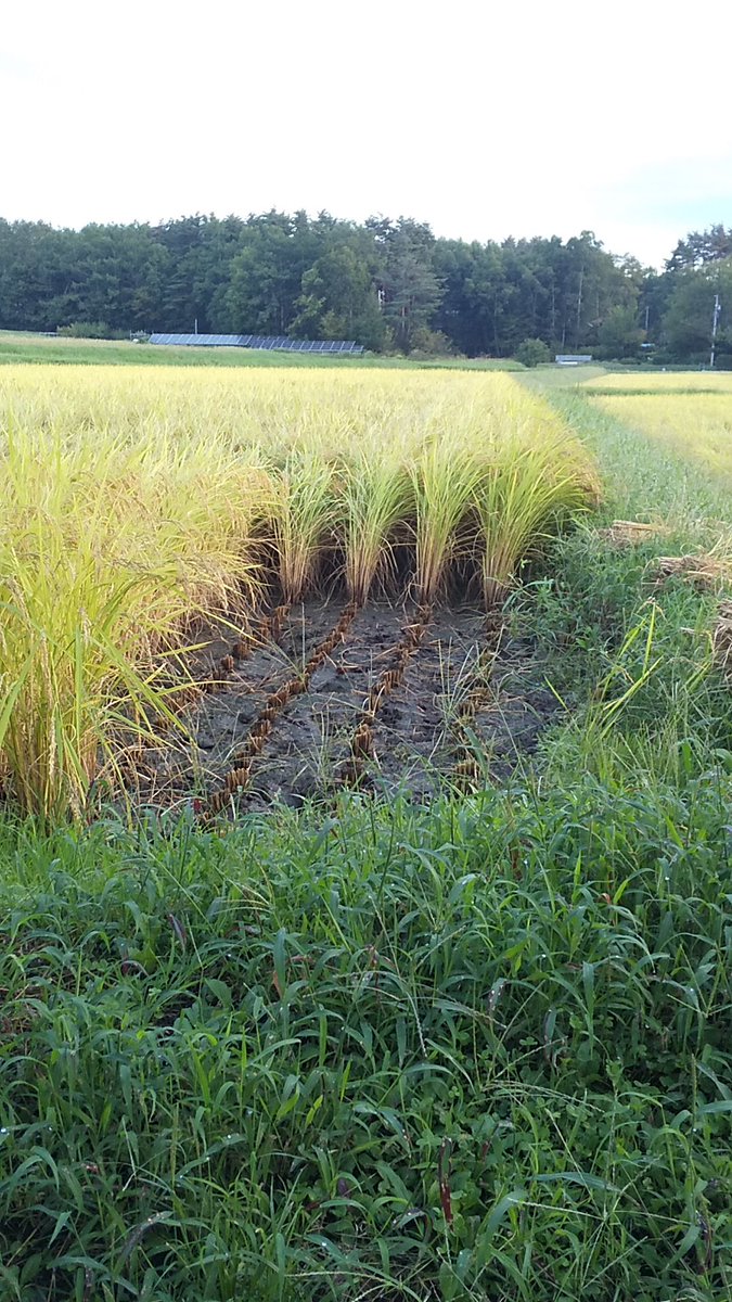 おはようございます‼️🙇

今日、今年産自家保有米を刈ってもらえる。
これが、コンバインの旋回する為の、通称「口開け」と言います。😃

今年の出来栄えは、良いみたいです😆🎵🎵