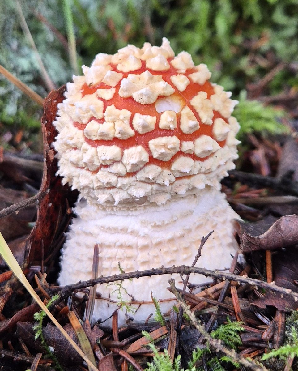 Hello autumn 🥰🍄

#MushroomMonday #amanitamuscaria
