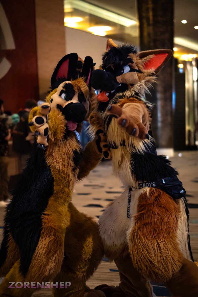 zorenshep tweet media