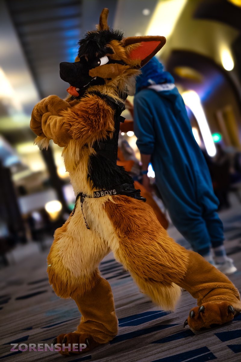 zorenshep tweet media