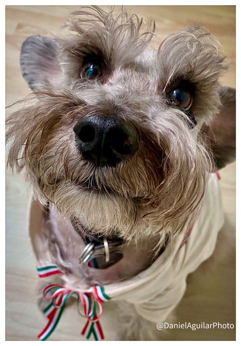 “Marlin”.  ❤️🐕🐾🇲🇽 #DogLovers #mexico PIX📷DA