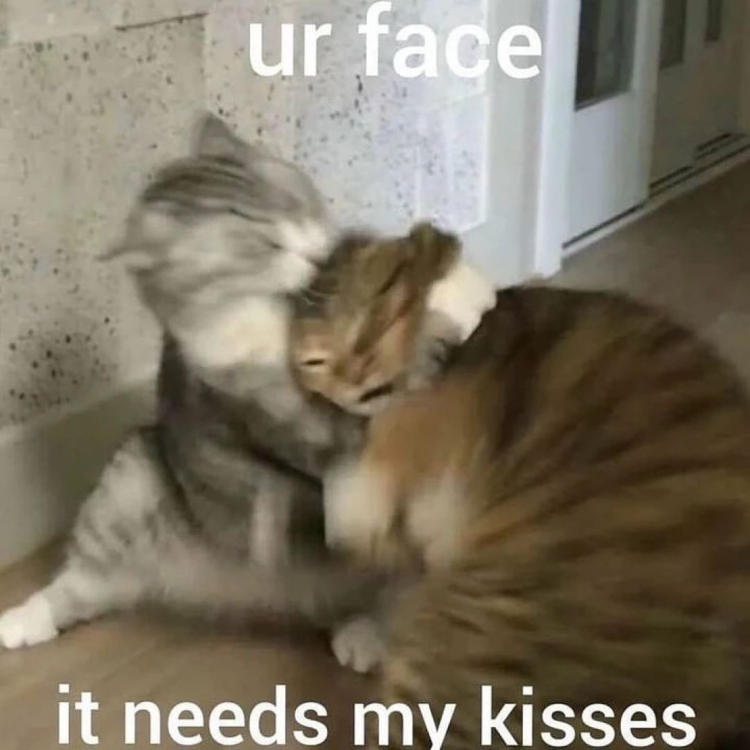 More Cats (@evenmorecats) on Twitter photo 